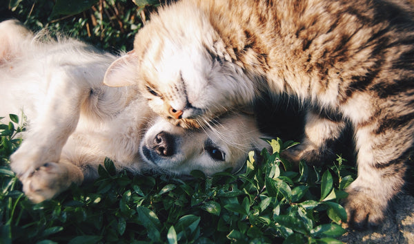 Kat en hond vrienden